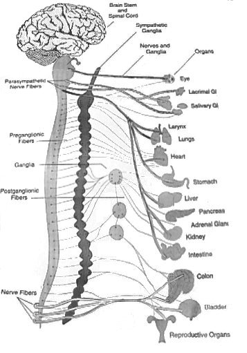 craniosacral therapy techniques